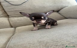 Chihuahua perros en venta: Chihuhua Toy chocolate  - Imagen 1