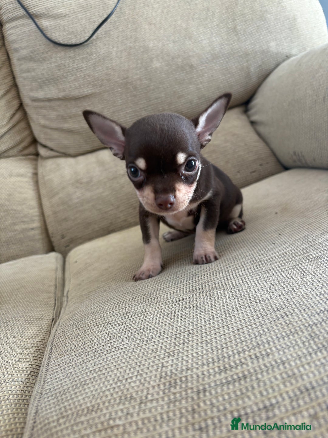 Chihuahua perros en venta: Chihuhua Toy chocolate  - Imagen 1