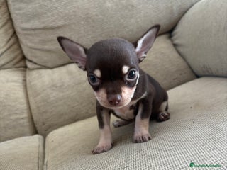 Chihuahua perros - Anuncio 23