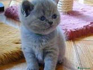 Británico de Pelo Corto Azul gatos Brithis Blues Y mas Disponibles - Anuncio 10