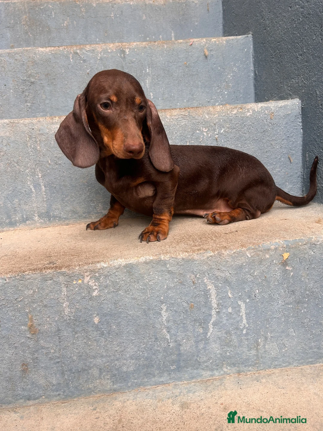 Teckel Miniatura perros en venta: Teckel de 6 meses - Anuncio 1