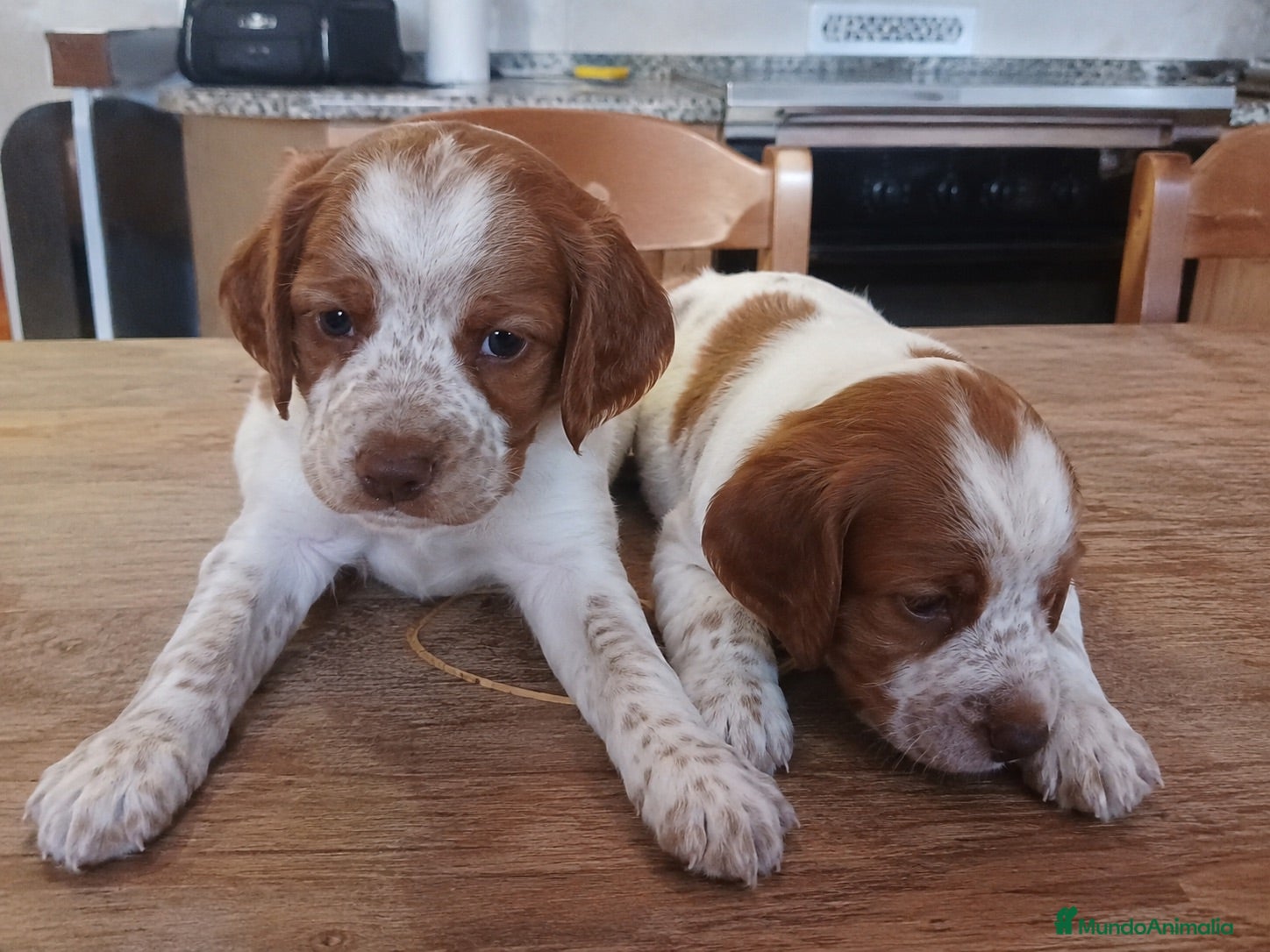 Épagneul Breton perros breton - valencia - entrega  - Anuncio 2