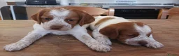 Épagneul Breton perros en venta: breton - valencia - entrega  - Anuncio 1