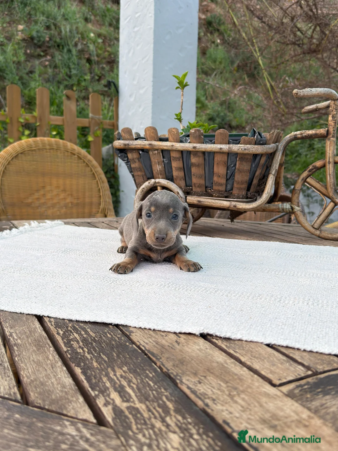 Teckel Miniatura perros en venta: Teckel kanichen hembra disponible blue and tan  - Anuncio 2