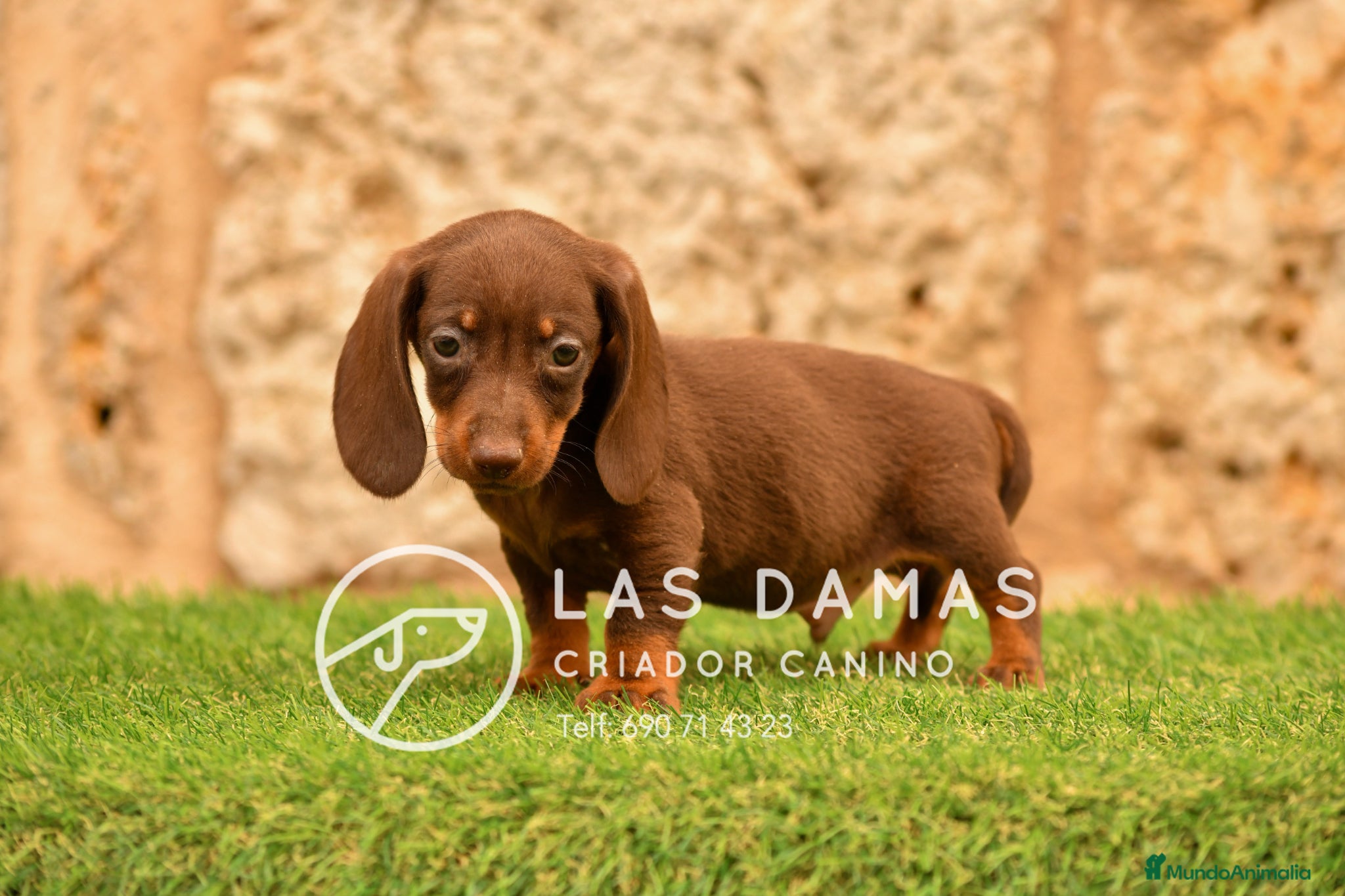Teckel perros Teckel estándar disponibles - Anuncio 1