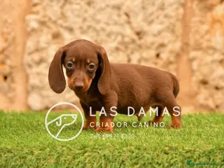 Teckel perros Teckel estándar disponibles - Anuncio 1