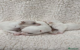 Chihuahua perros en venta: Chihuahua Blancos - Imagen 7