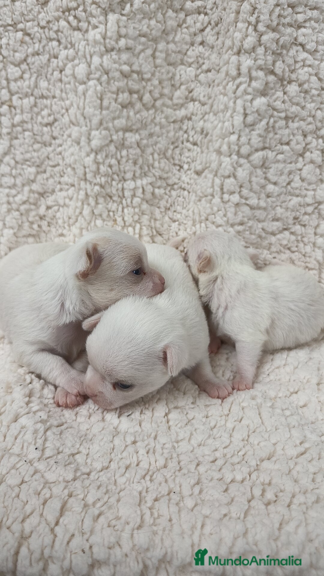 Chihuahua perros en venta: Chihuahua Blancos - Imagen 7