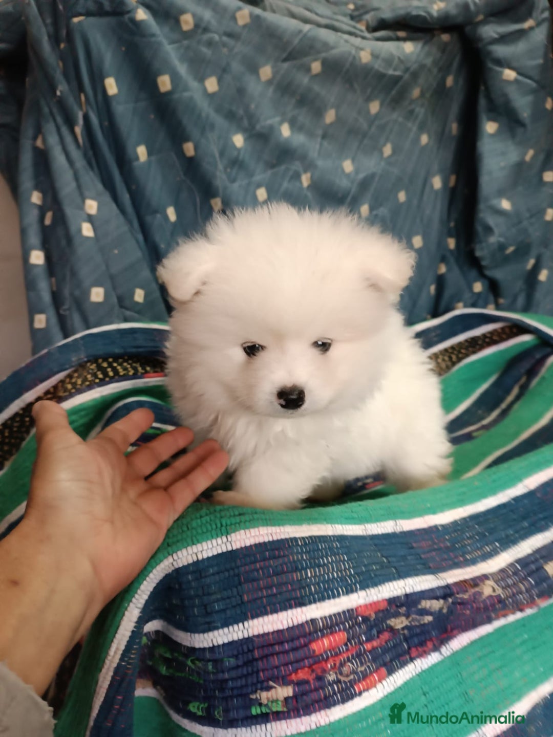 Pomerania perros en venta: MACHITO DE POMERANIA - Anuncio 2
