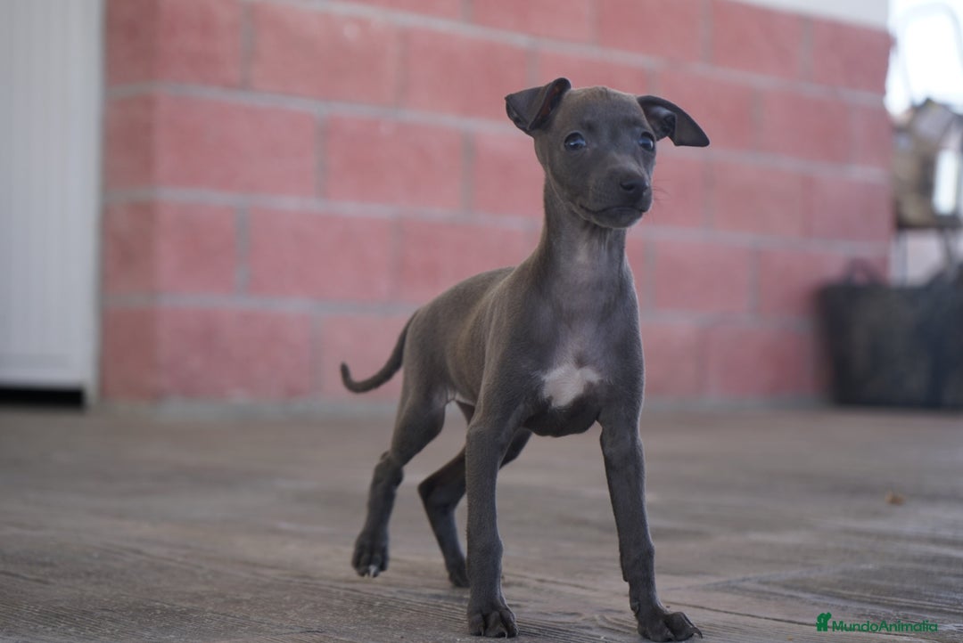 Pequeño Lebrel Italiano perros en venta: 🐾 Sirius y Selena – Galgos italianos 🐾 - Imagen 14