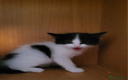 Maine Coon gatos en venta: Cruce de Maine Coon  - Imagen 1