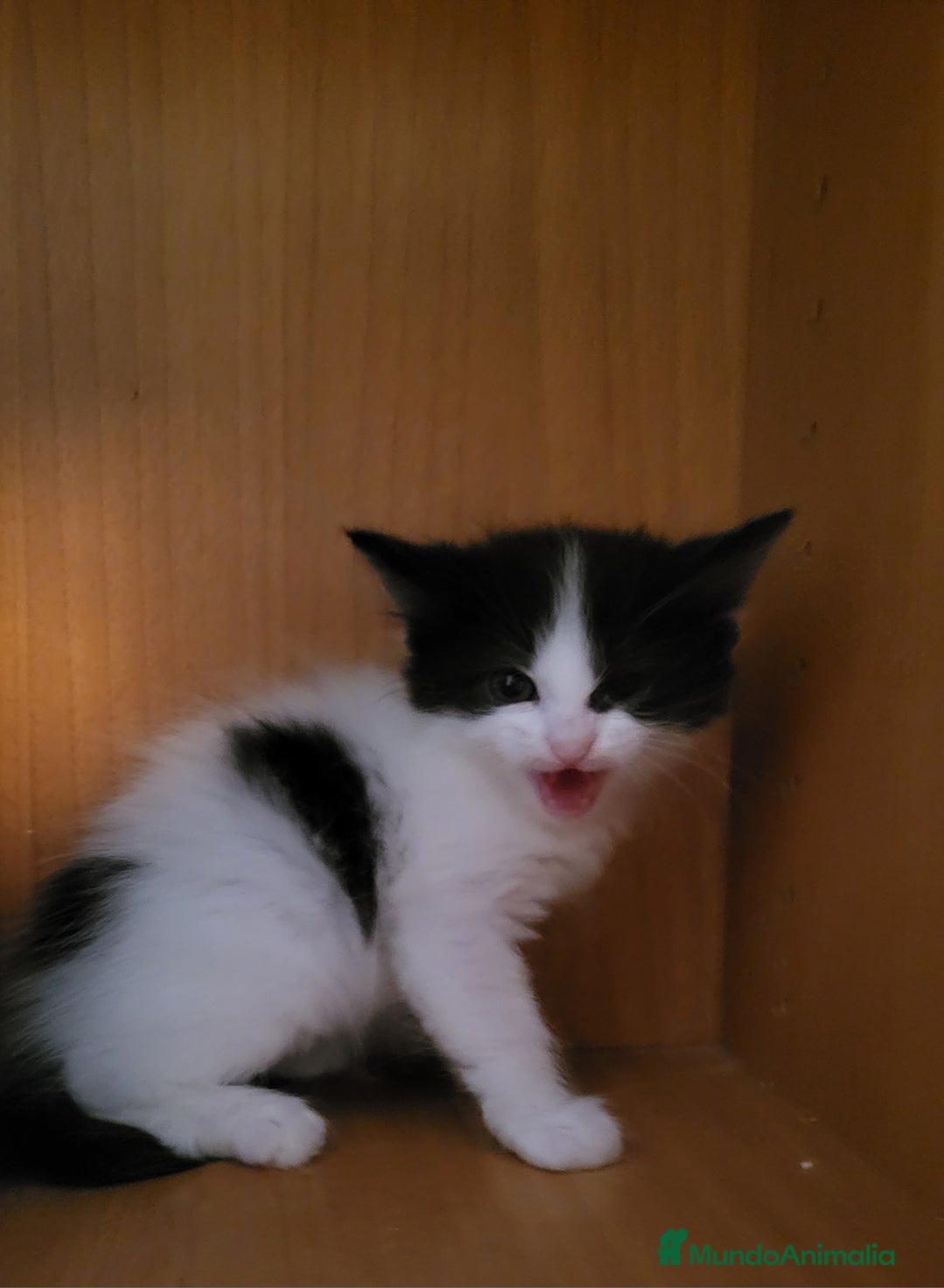Maine Coon gatos en venta: Cruce de Maine Coon  - Imagen 1