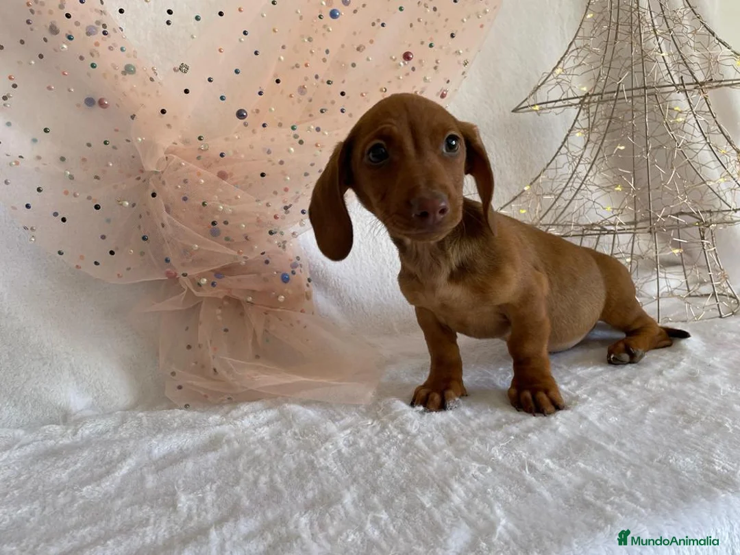 Teckel perros en venta: TECKEL ROJO MACHO en Madrid - Anuncio 7