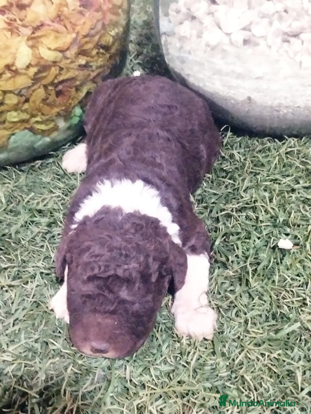 Perro de Agua Español perros en venta: Cachorro macho bicolor - Anuncio 3
