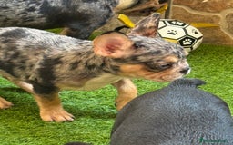 Bulldog Francés perros en venta: Macho black an tan Merle  - Imagen 4