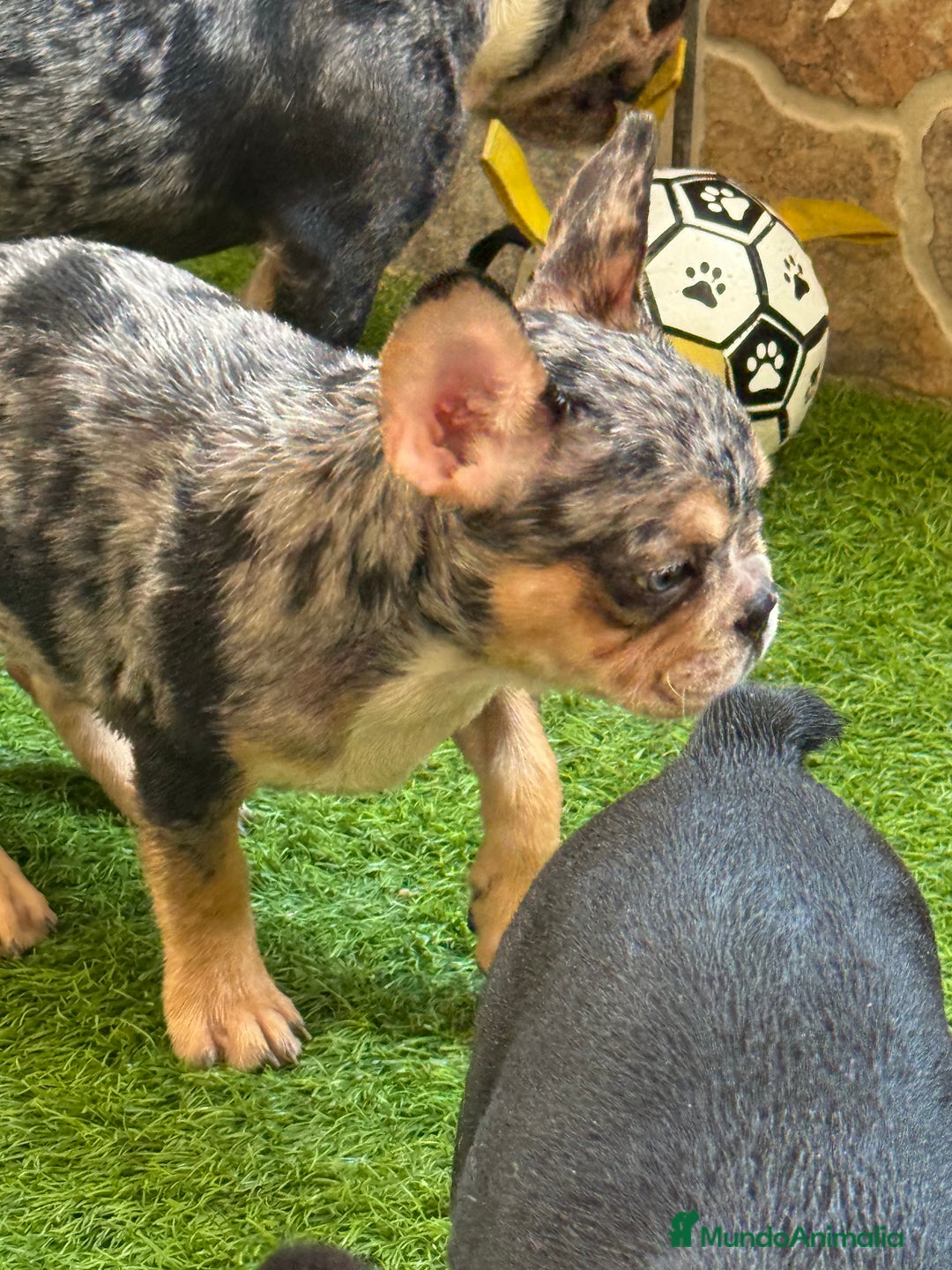 Bulldog Francés perros en venta: Macho black an tan Merle  - Imagen 4