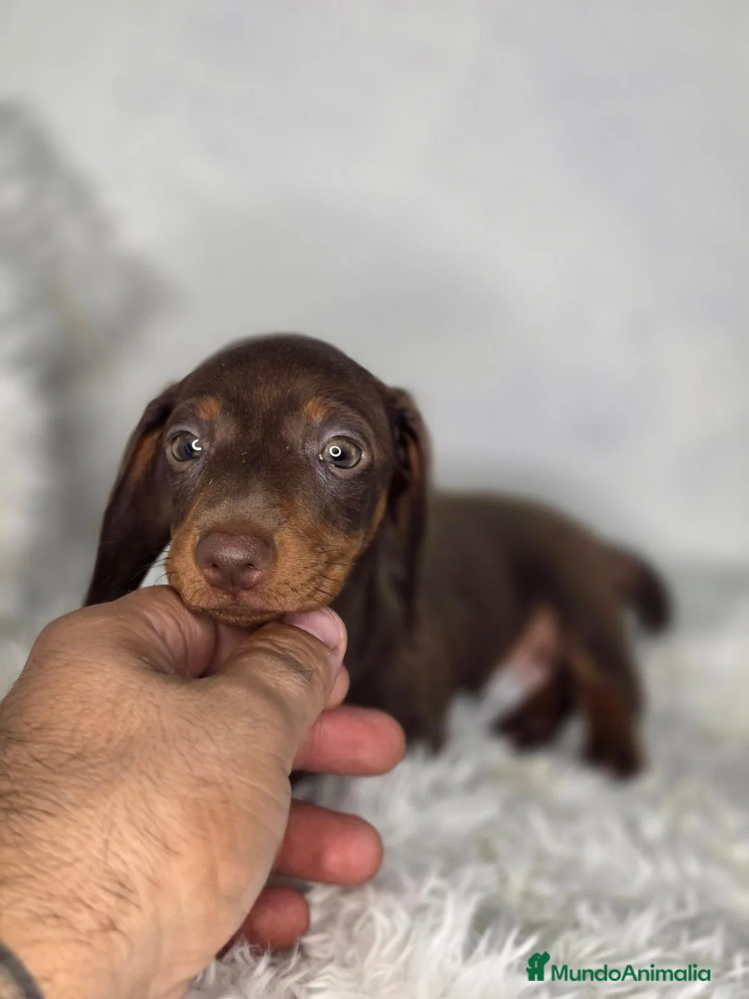 Teckel Miniatura perros en venta: Teckel chocolate  - Anuncio 2