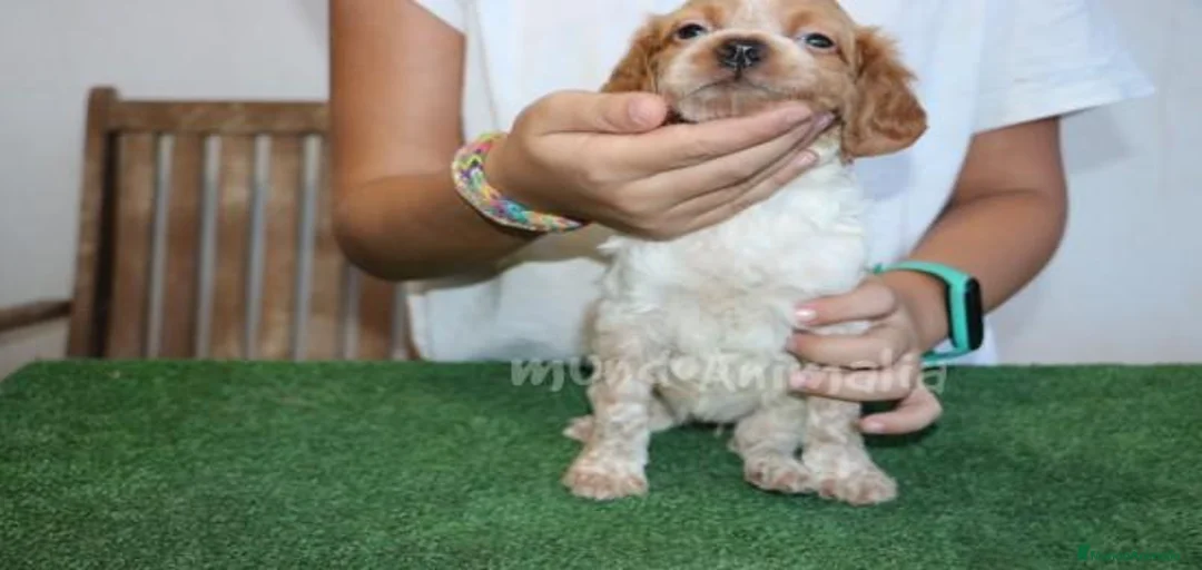 Imagen de galería {{count}}