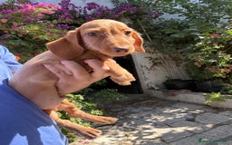 Teckel Miniatura perros en venta: Teckels pelo duro mini  - Imagen 1