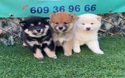Shiba Inu perros en venta: CRIADERO  SELECCION SHIBA INU, CACHORROS - Imagen 1