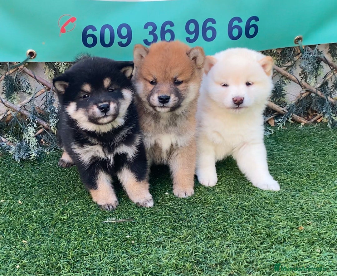 Shiba Inu perros en venta: CRIADERO  SELECCION SHIBA INU, CACHORROS - Imagen 1