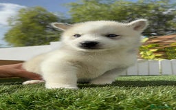 Husky Siberiano perros en venta: HUSKY - Imagen 27