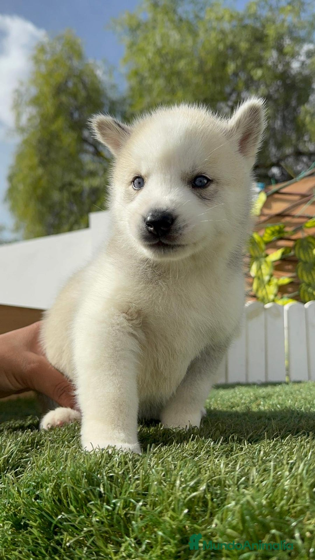 Husky Siberiano perros en venta: HUSKY - Imagen 27