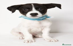 Jack Russell Terrier perros en venta: JACK RUSSELL - Imagen 4