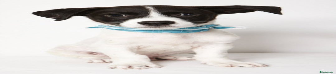 Jack Russell Terrier Cachorro 4