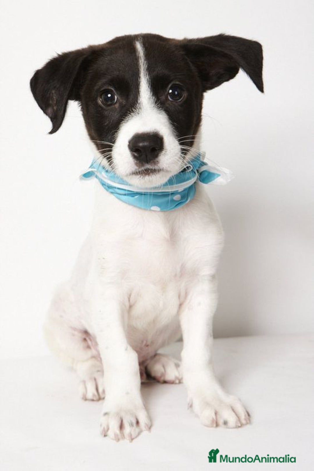 Jack Russell Terrier perros en venta: JACK RUSSELL - Imagen 4