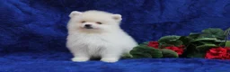 Pomerania perros en venta: POMERANIA  LINEA TOY   MUY CHATO - Anuncio 18