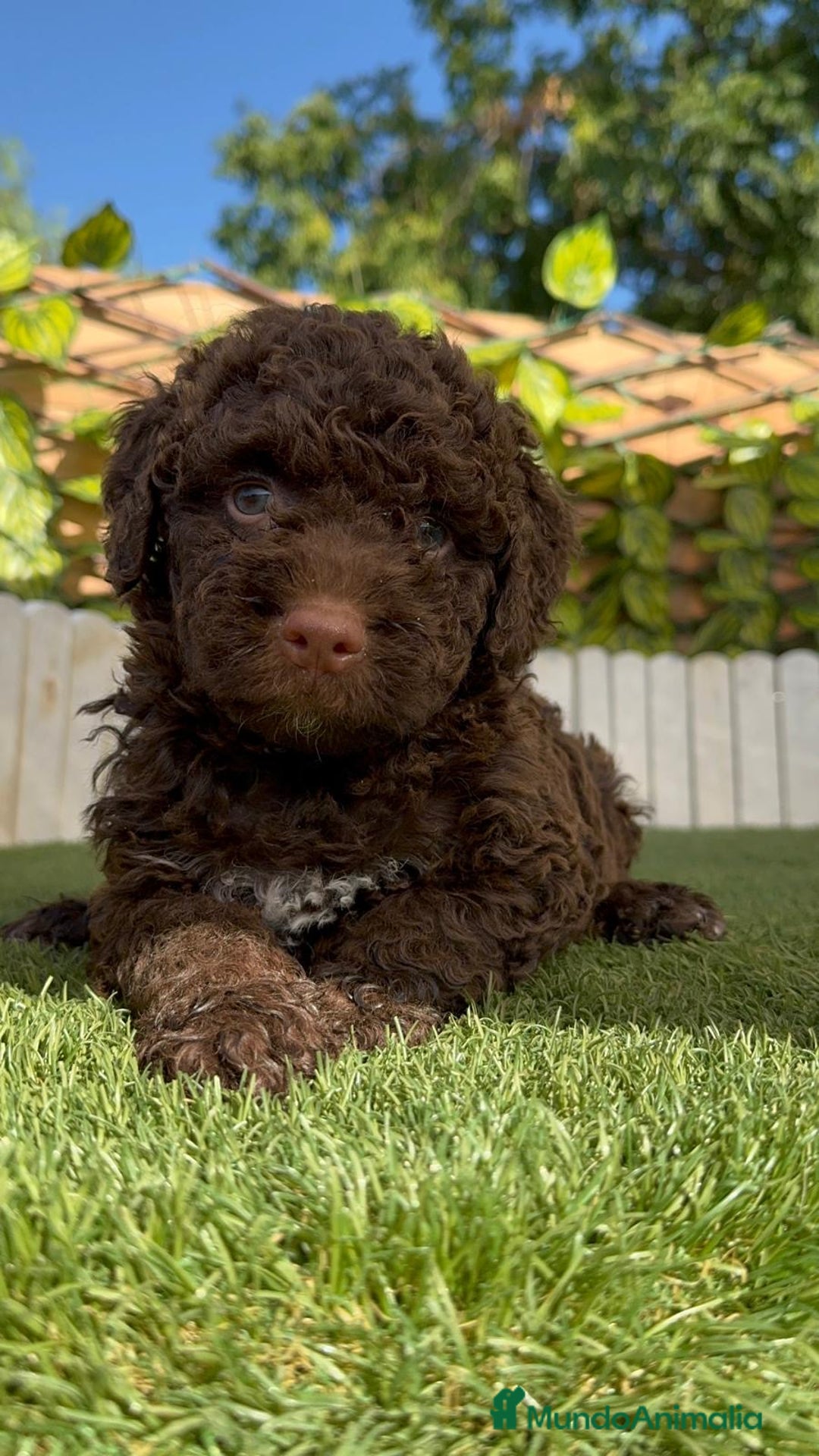 Perro de Agua Español perros en venta: PERRO DE AGUA HEMBRA - Imagen 9