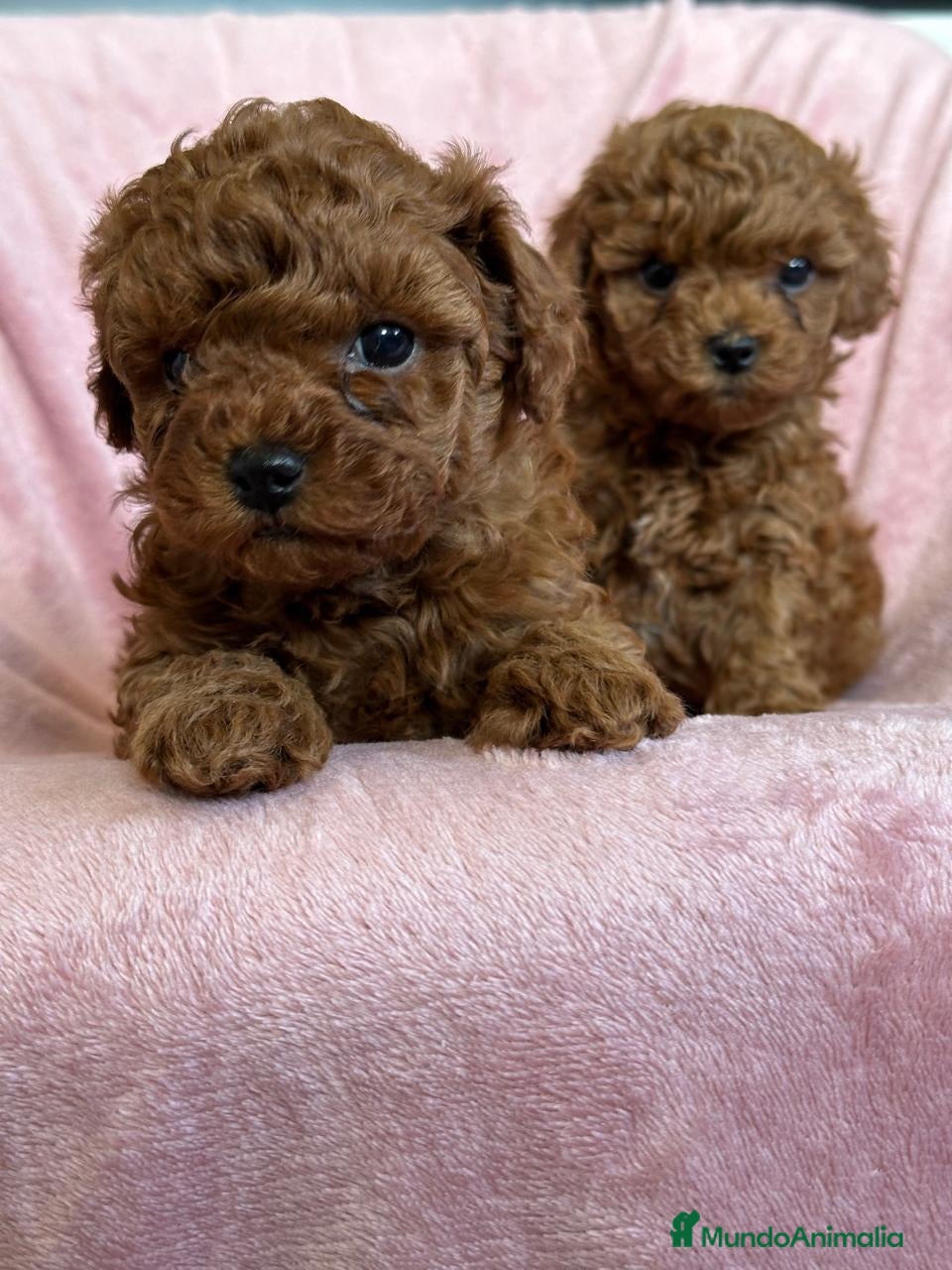 Caniche Toy perros Caniche toy - Anuncio 6