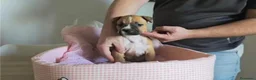 American Staffordshire-Terrier perros en venta: Cachorros American Staffordshire Terrier - Anuncio 4