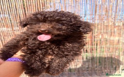 Caniche Toy perros en venta: Caniche Tea Cup - Imagen 1