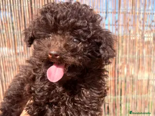 Caniche Toy perros Caniche Tea Cup - Anuncio 4