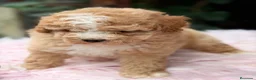 Caniche Toy perros en venta: Caniche Toy Apricot  - Anuncio 3