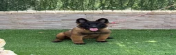 Pastor Belga Malinois perros en venta: Cachorra malinois máxima calidad  - Anuncio 4