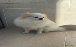 Pomerania perros en venta: Pomerania pedigree 7meses - Imagen 2