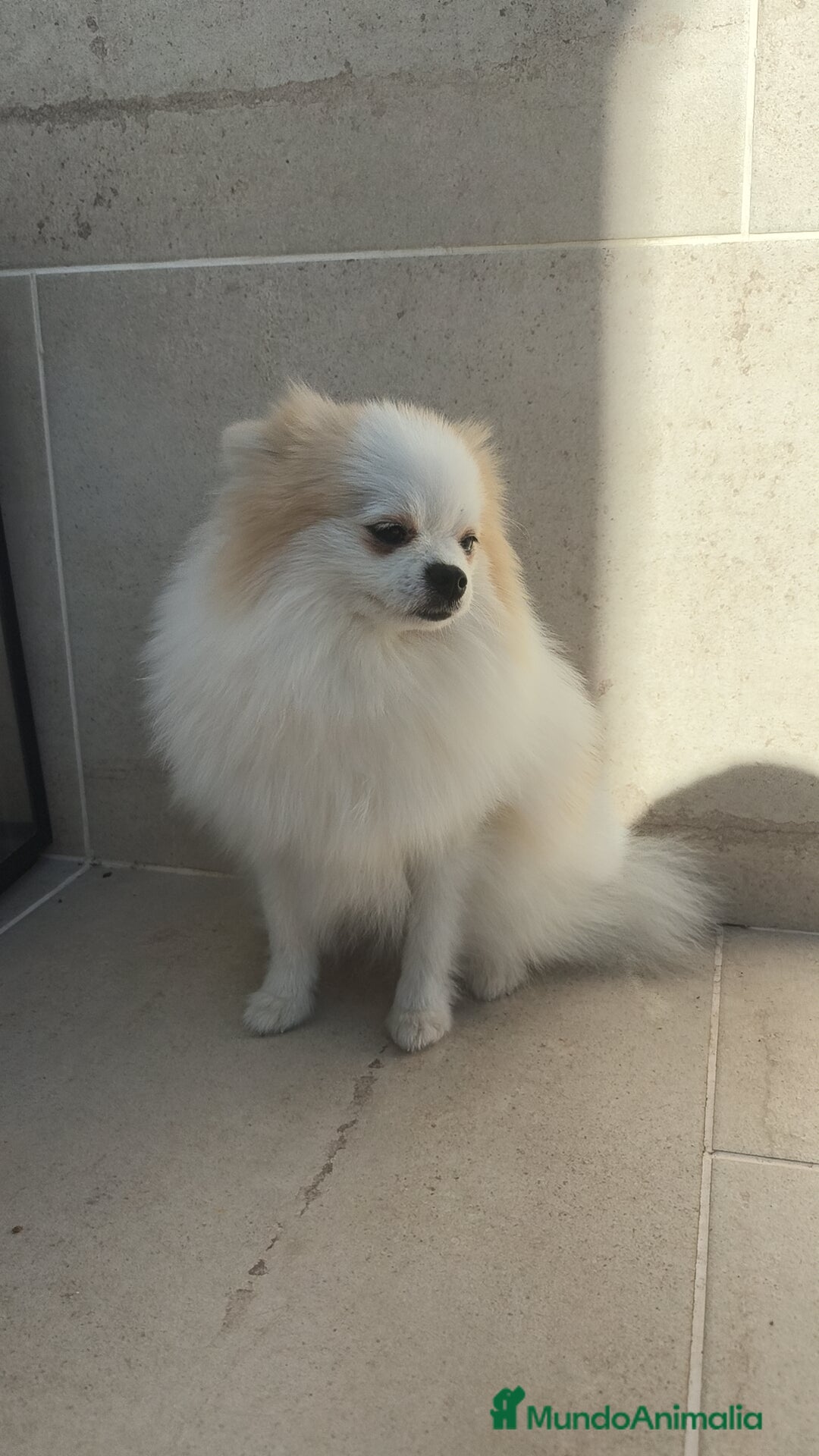 Pomerania perros en venta: Pomerania pedigree 7meses - Imagen 2