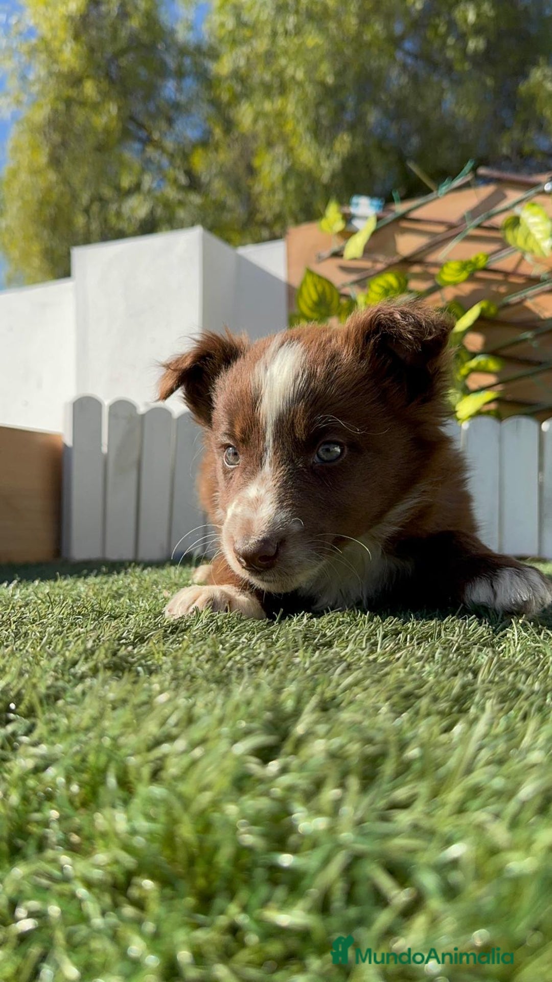 Border Collie perros en venta: BORDER COLLIE MACHO - Anuncio 11