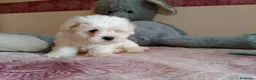 Bichón Maltés perros en venta: PRECIOSOS BICHON MALTES  LINEA TOY  - Anuncio 8