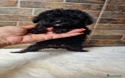 Caniche Toy perros en venta: HEMBRA CANICHE TOY  - Imagen 2