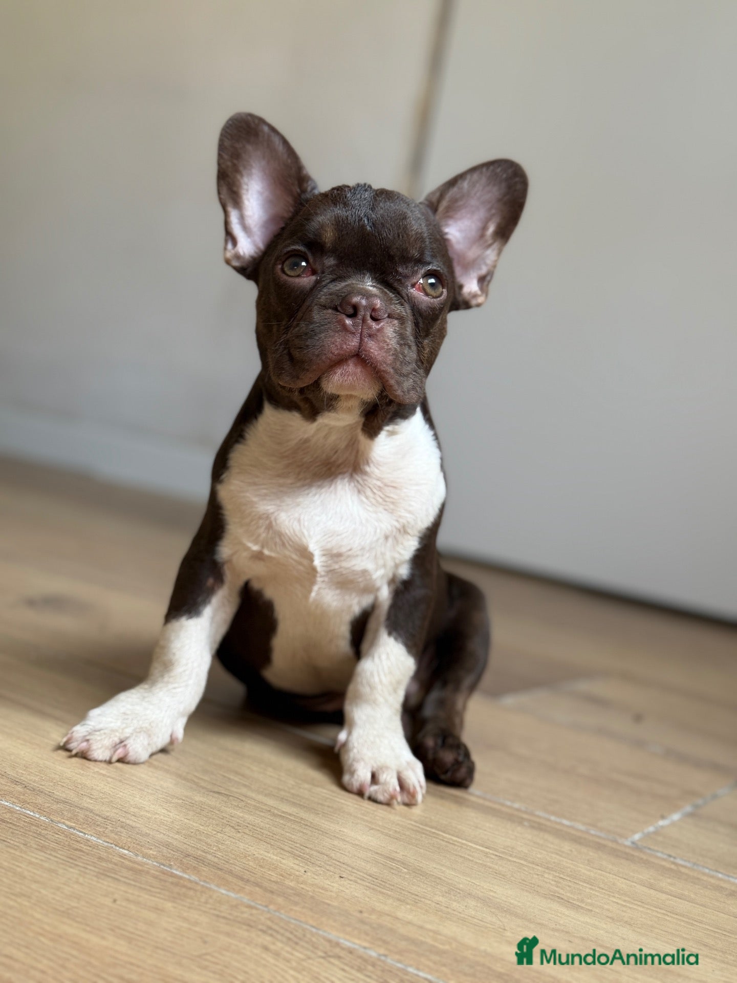 Bulldog Francés perros Bulldog francés chocolate  - Anuncio 1