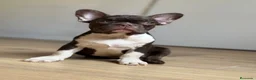 Bulldog Francés perros en venta: Bulldog francés chocolate  - Anuncio 1