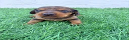 Teckel Miniatura perros en venta: Teckel Miniatura - Anuncio 17