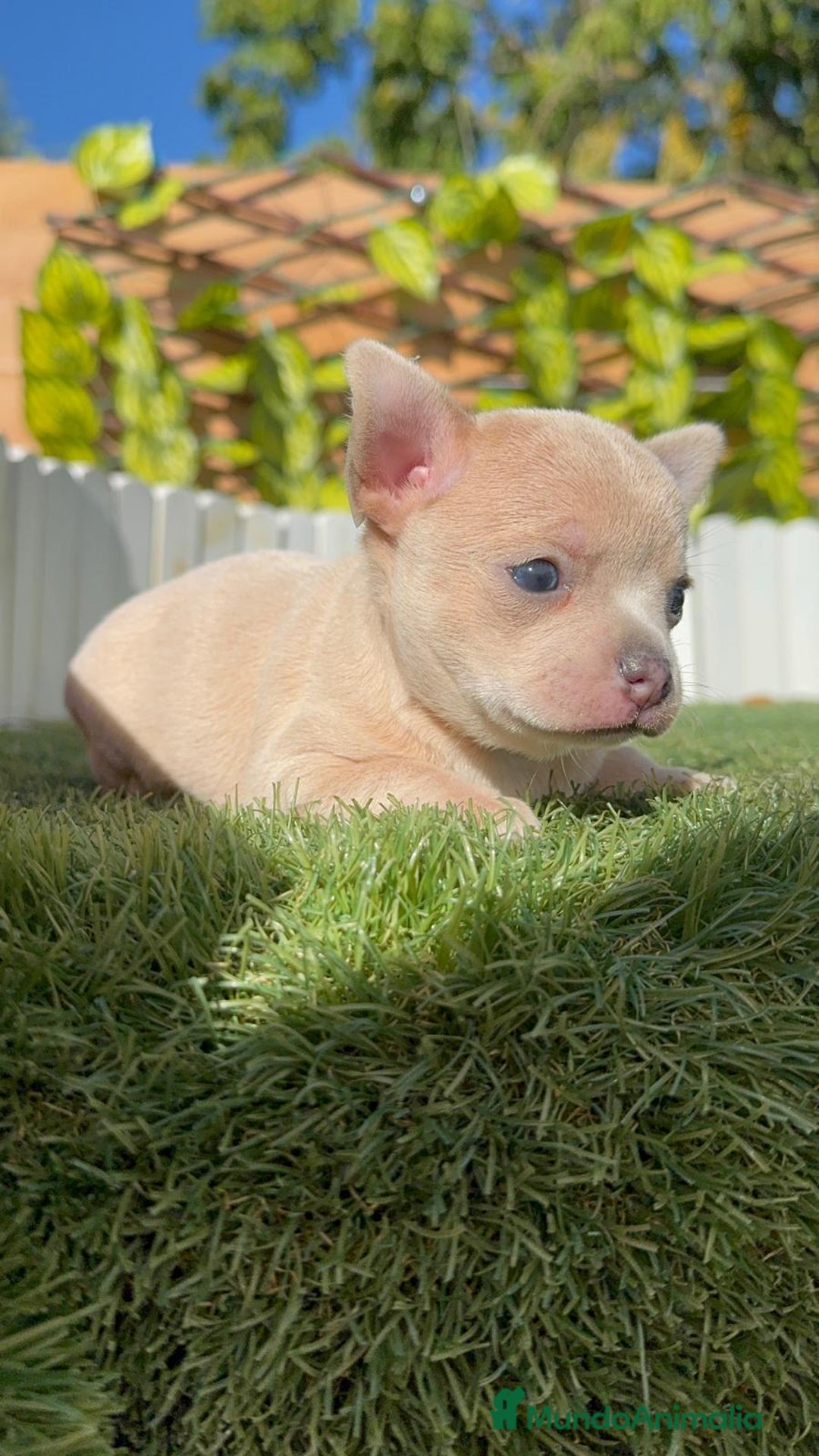 Chihuahua perros en venta: CHIHUAHUA HEMBRA - Anuncio 12