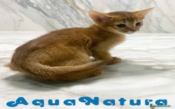 Abisinio gatos en venta:  Abisinio Hembra de Mia 7910 AQUANATURA - Imagen 1