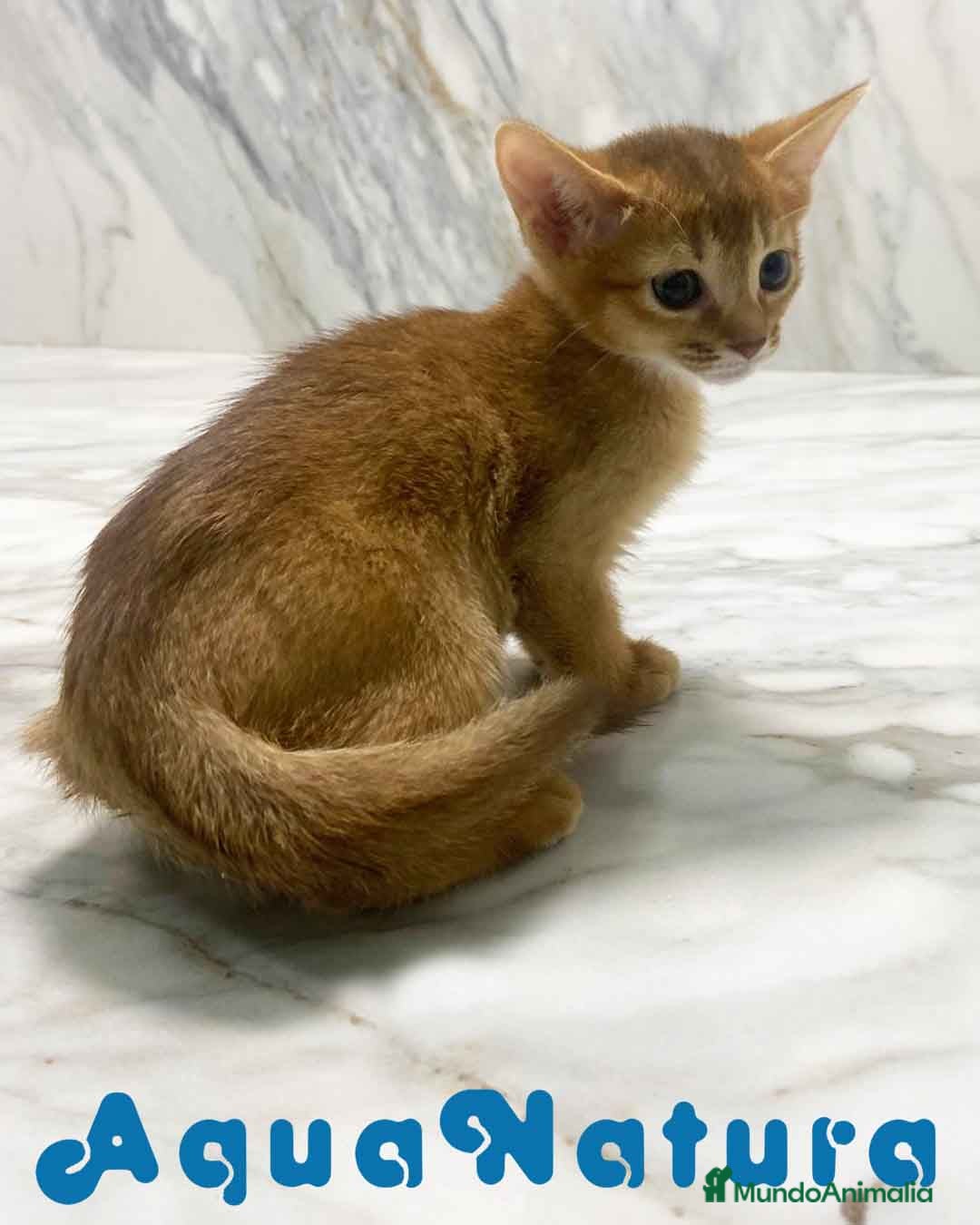 Abisinio gatos en venta:  Abisinio Hembra de Mia 7910 AQUANATURA - Imagen 1