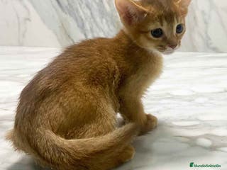 Abisinio gatos Abisinio Hembra de Mia 7910 AQUANATURA - Anuncio 12